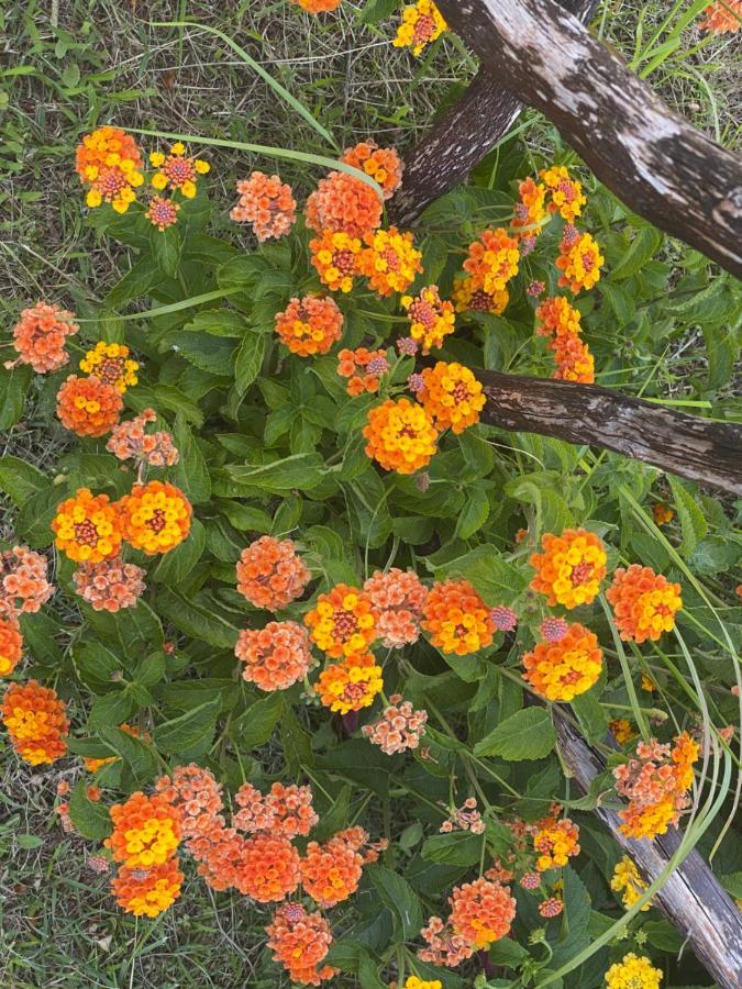 קניגיונה Bed And Breakfast Li Paduli Alvi מראה חיצוני תמונה