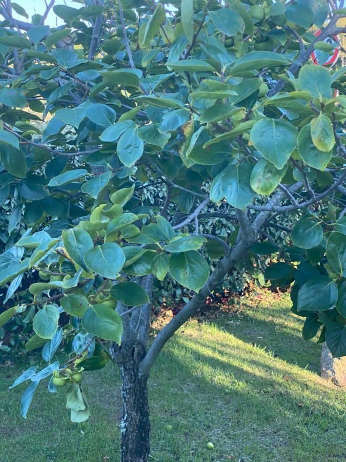 קניגיונה Bed And Breakfast Li Paduli Alvi מראה חיצוני תמונה
